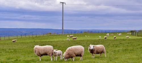牧场草地上的绵羊群