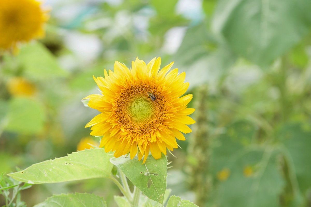 向日葵、蜜蜂、夏天免费图片