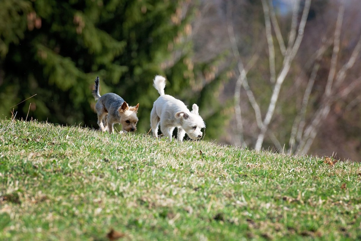草地上的两只小狗免费图片