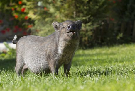 草地上的一头猪