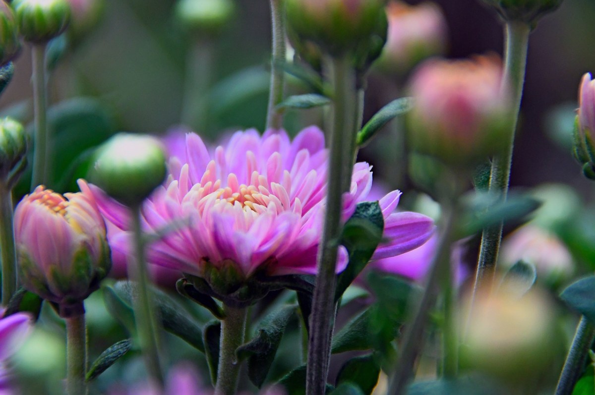 菊花、黄色花、紫色Rizantém免费图片