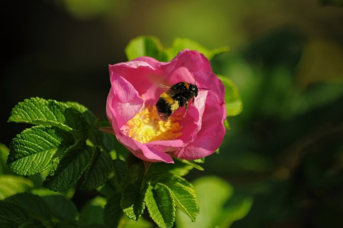 大黄蜂、花卉、粉色免费图片