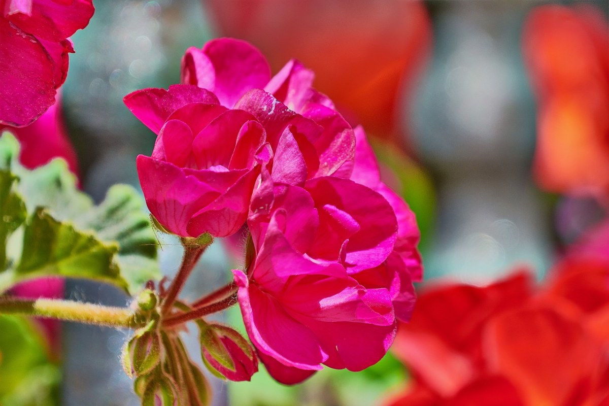 花,紅色,植物