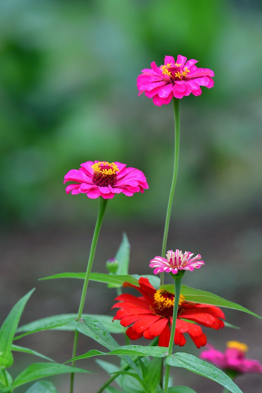 百日草花,红色的花瓣,黄色蕊