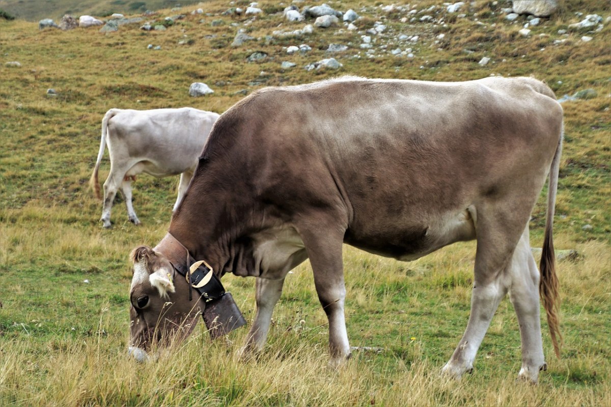草地上放牧的牛免费图片