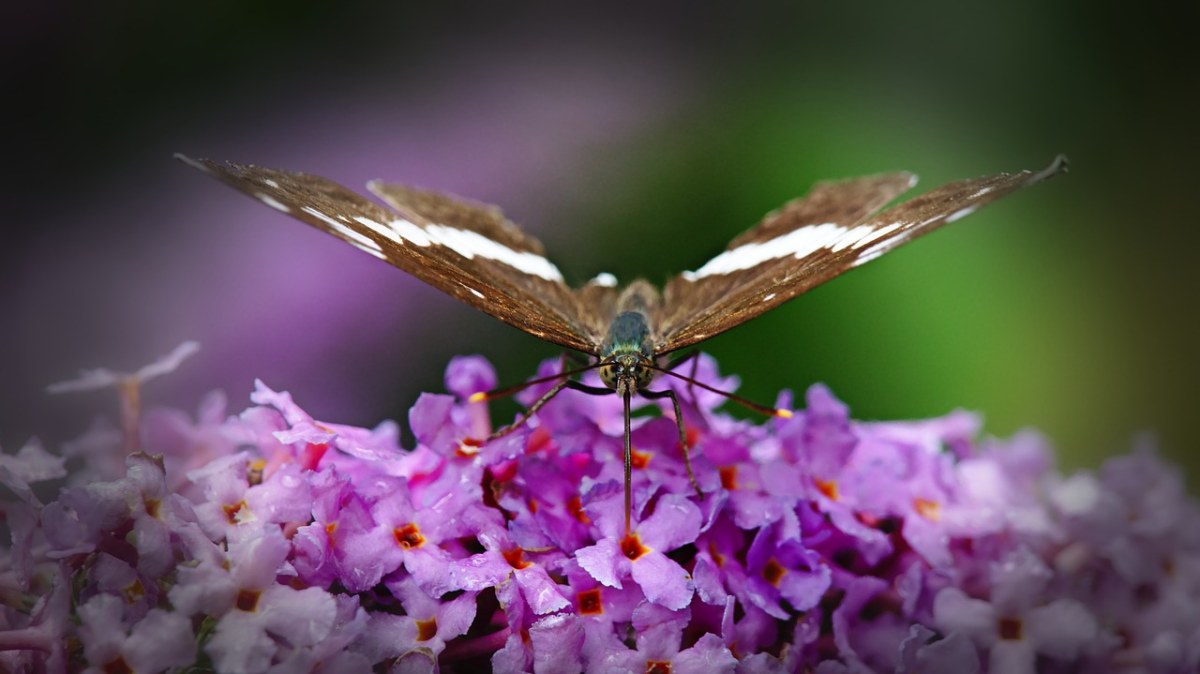 蝴蝶,夏季紫丁香,昆虫