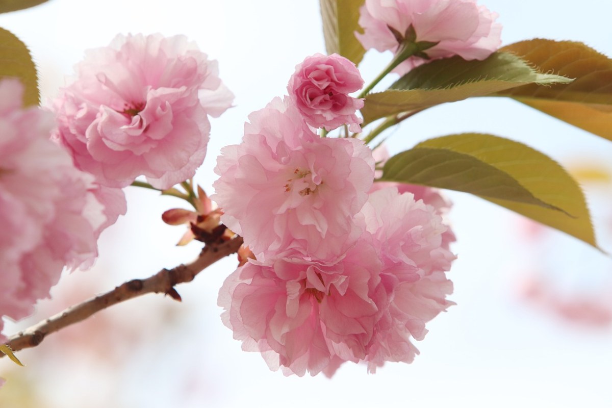 一枝粉色的樱花免费图片