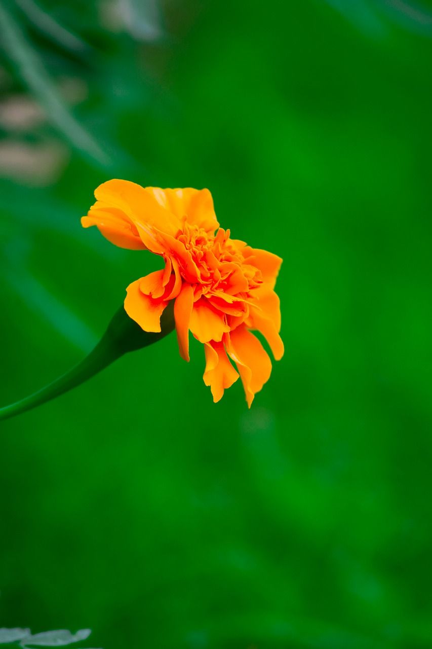 鲜花,黄色花,黄色