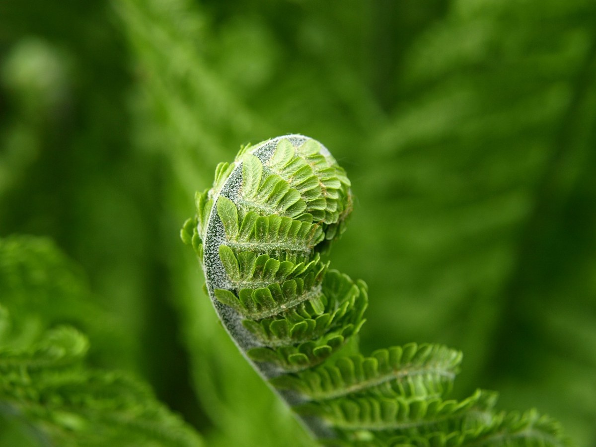 蕨类植物免费图片