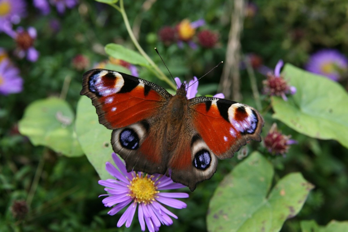 昆虫、蝴蝶免费图片