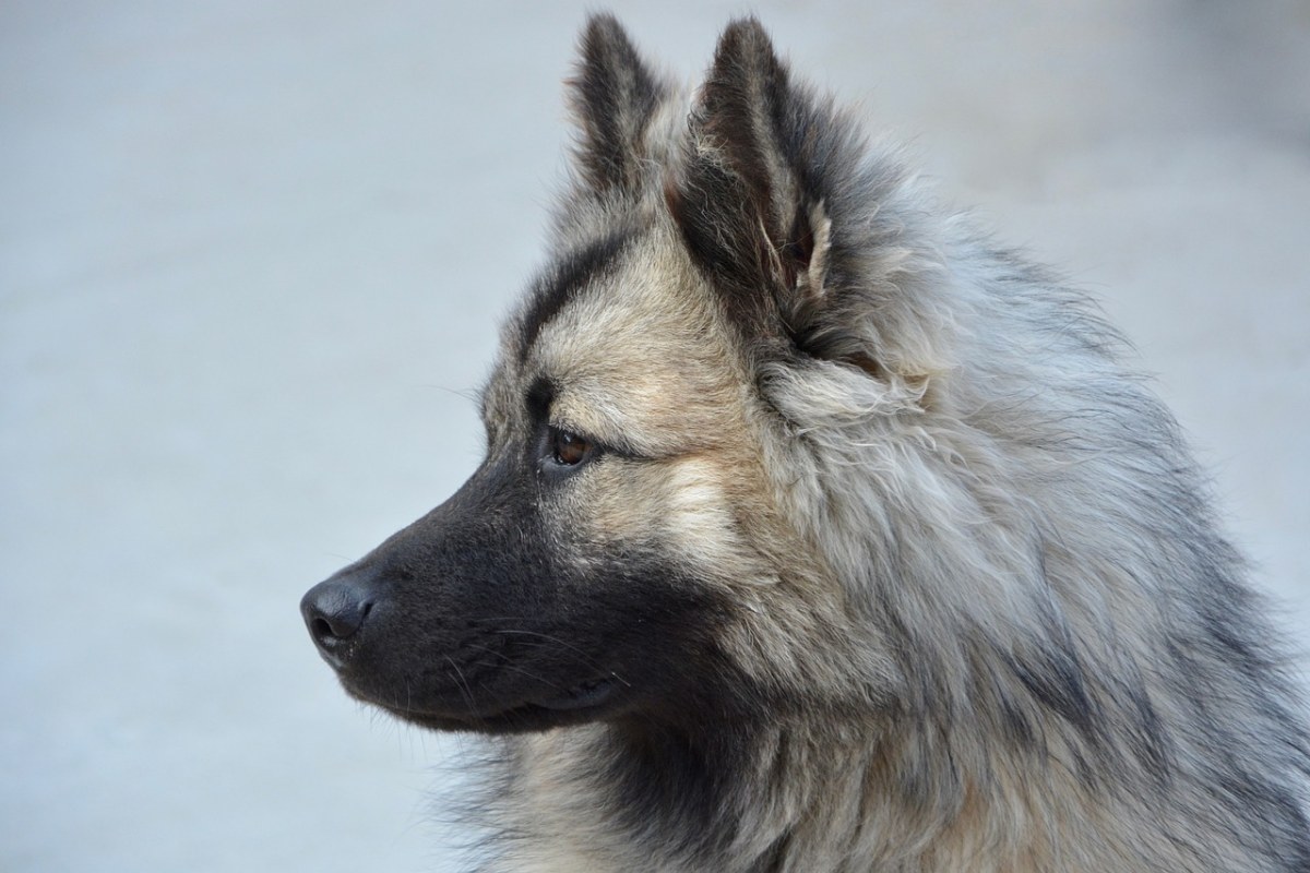 狗娘养的狗Eurasier、狗肖像圣诞节免费图片