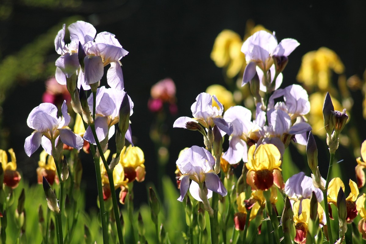 鸢尾花、春暖花开、五月免费图片