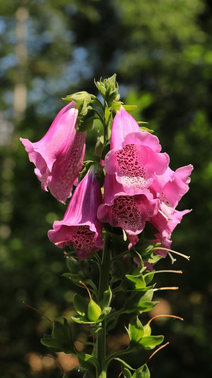 森林,顶针,开花