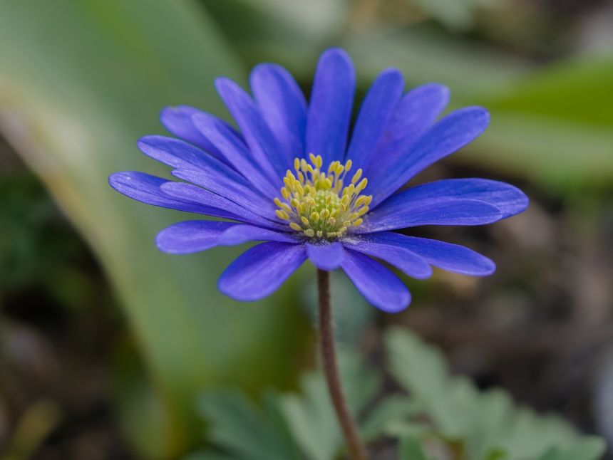 花花瓣