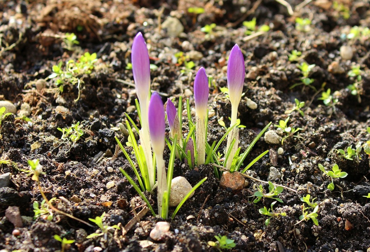 番红花、春暖花开、早春免费图片