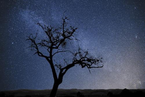 树、星星、银河