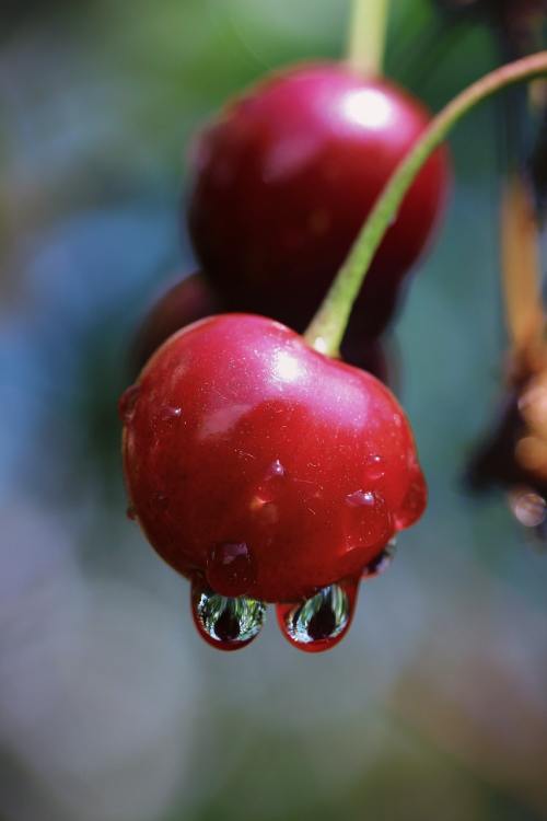 樱桃、红色、一滴水
