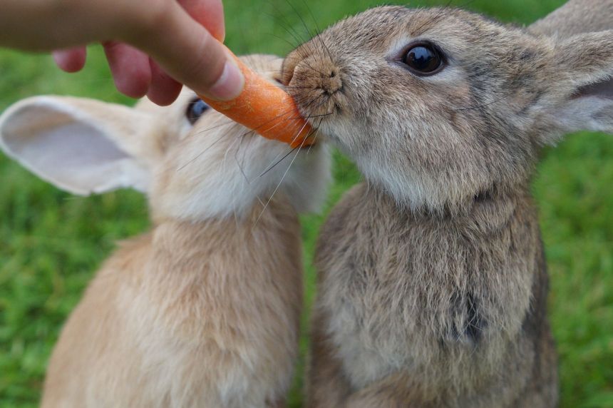 兔,吃,胡萝卜