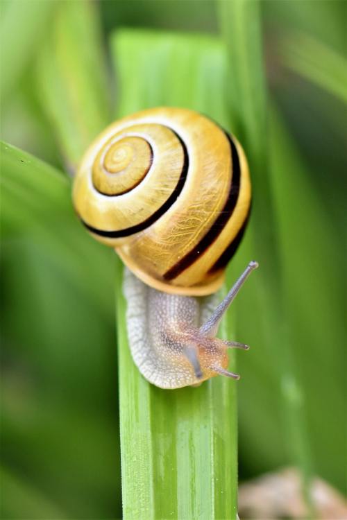 绿叶上的一只蜗牛