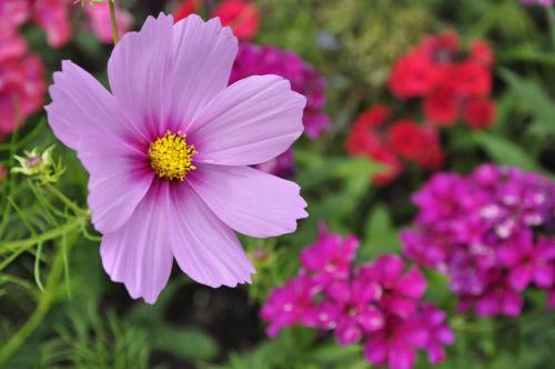 紫色的秋英(波斯菊)花朵