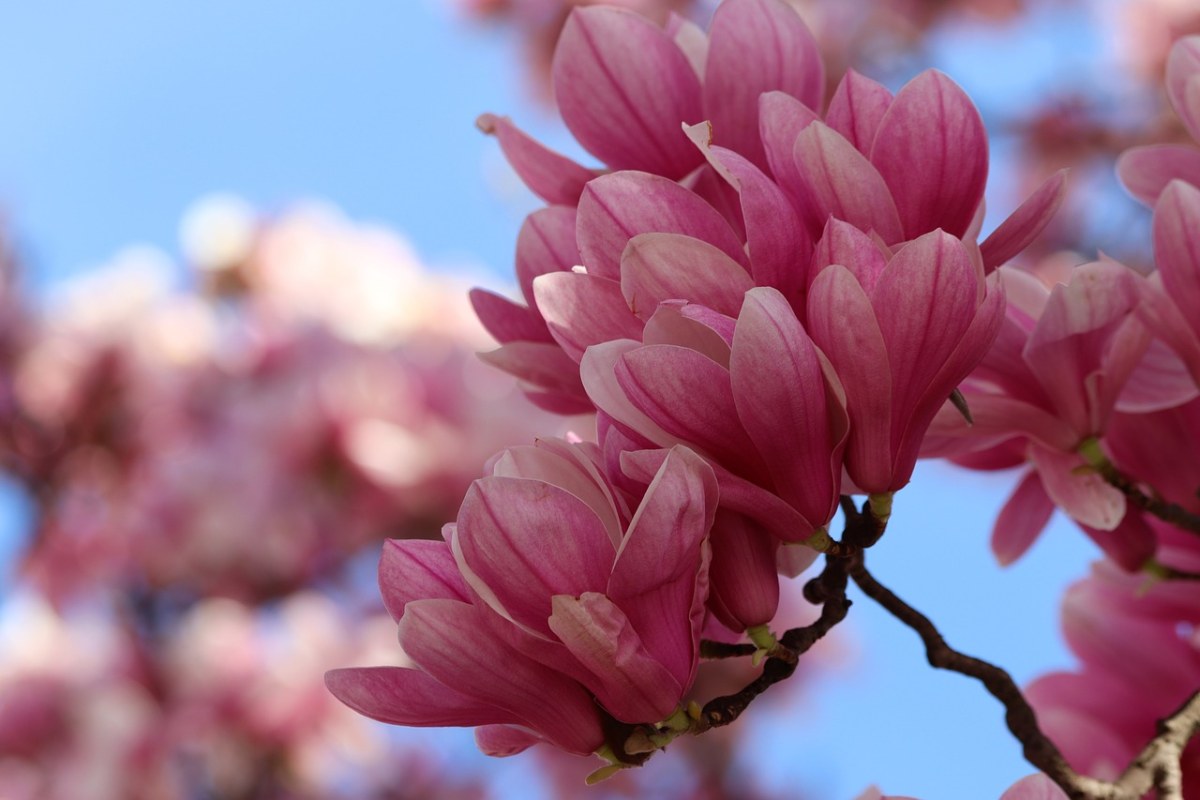 粉红色的玉兰花、春、鲜花免费图片