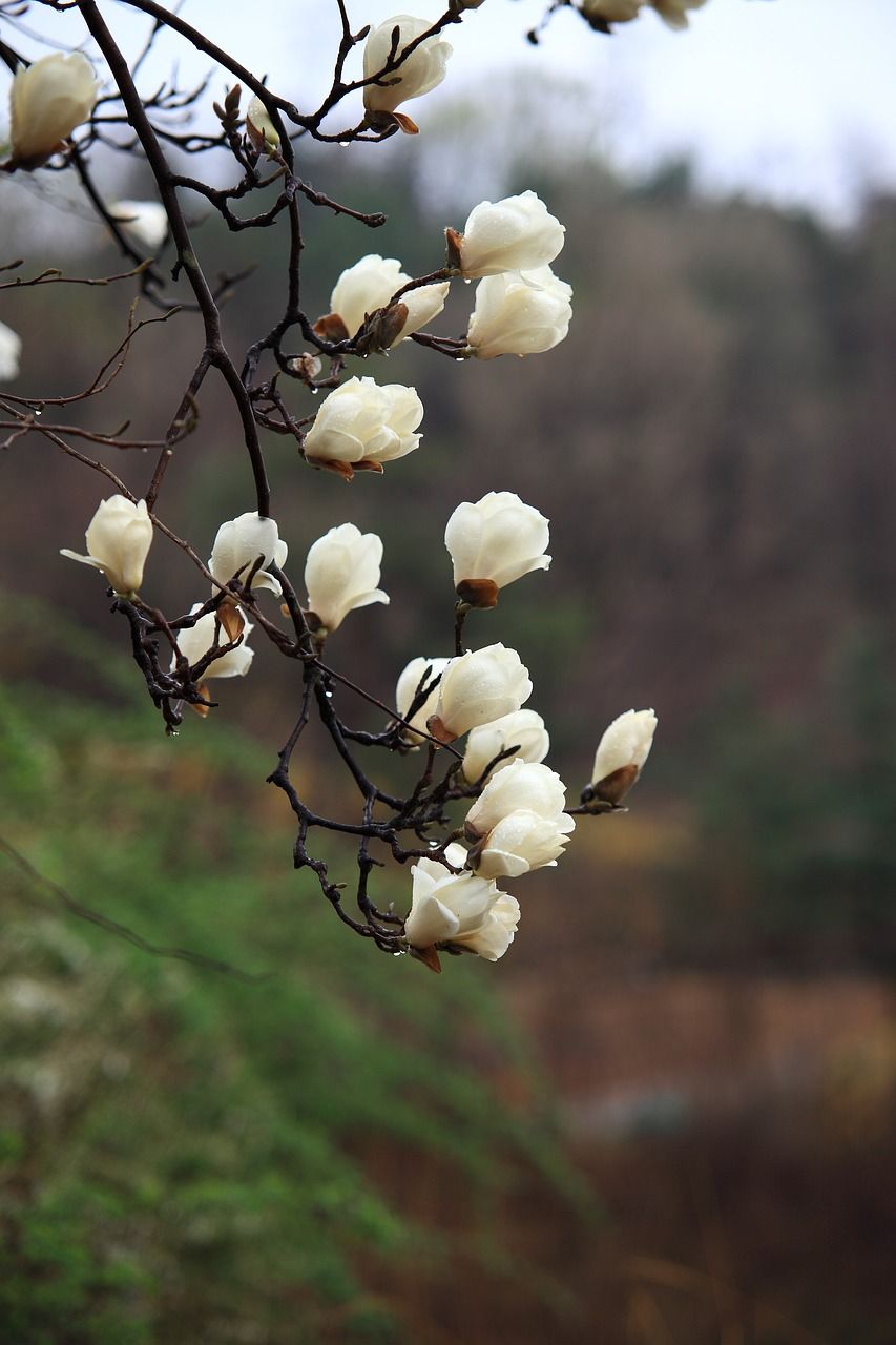 大自然木材鲜花