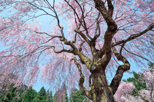 春天开花的大树图片