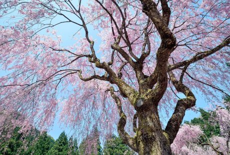春天开花的大树图片