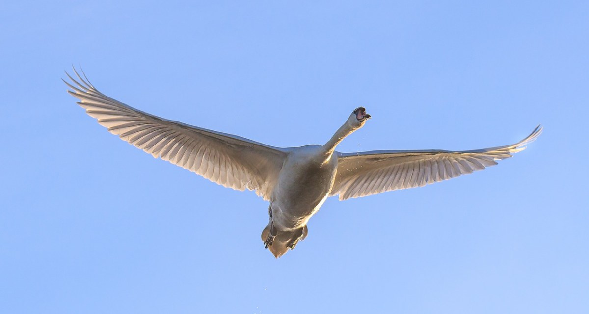 展翅飞翔的天鹅免费图片