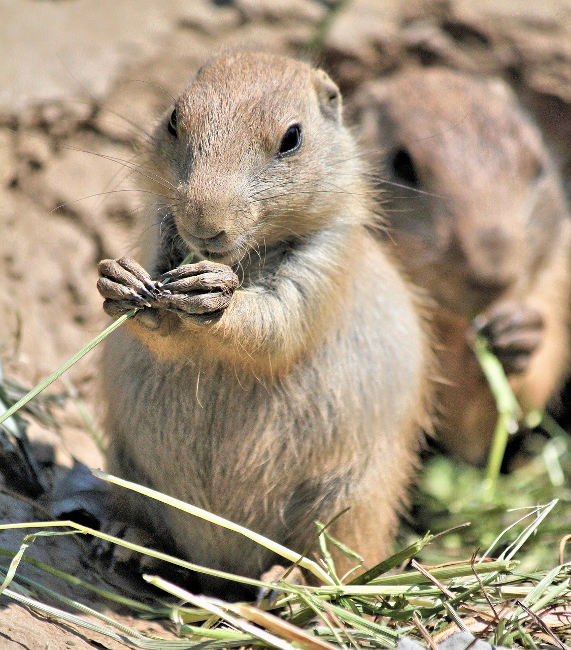 土拨鼠,动物,啮齿动物