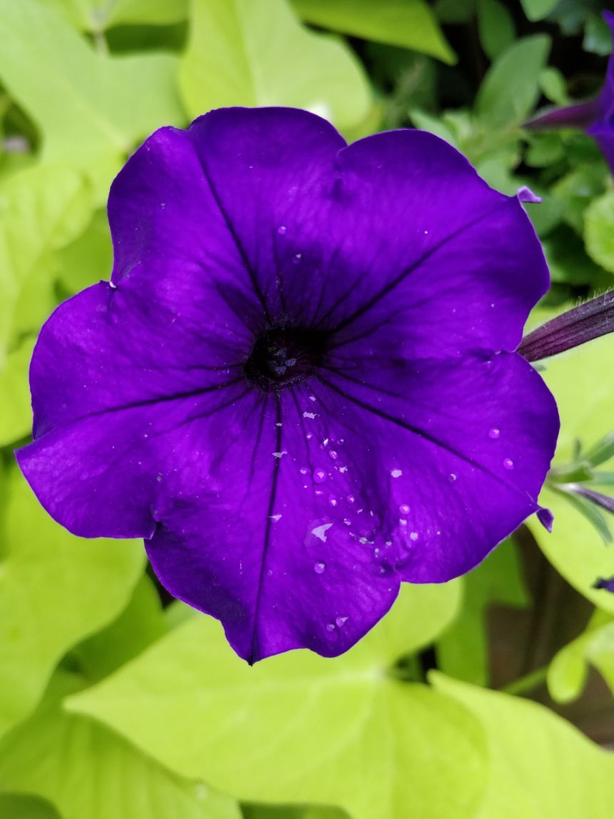 24种紫色花图片图片