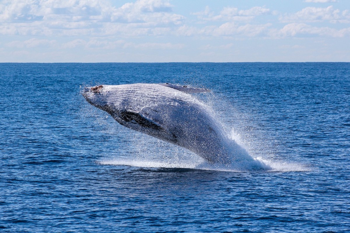 跳跃出海面的蓝鲸免费图片
