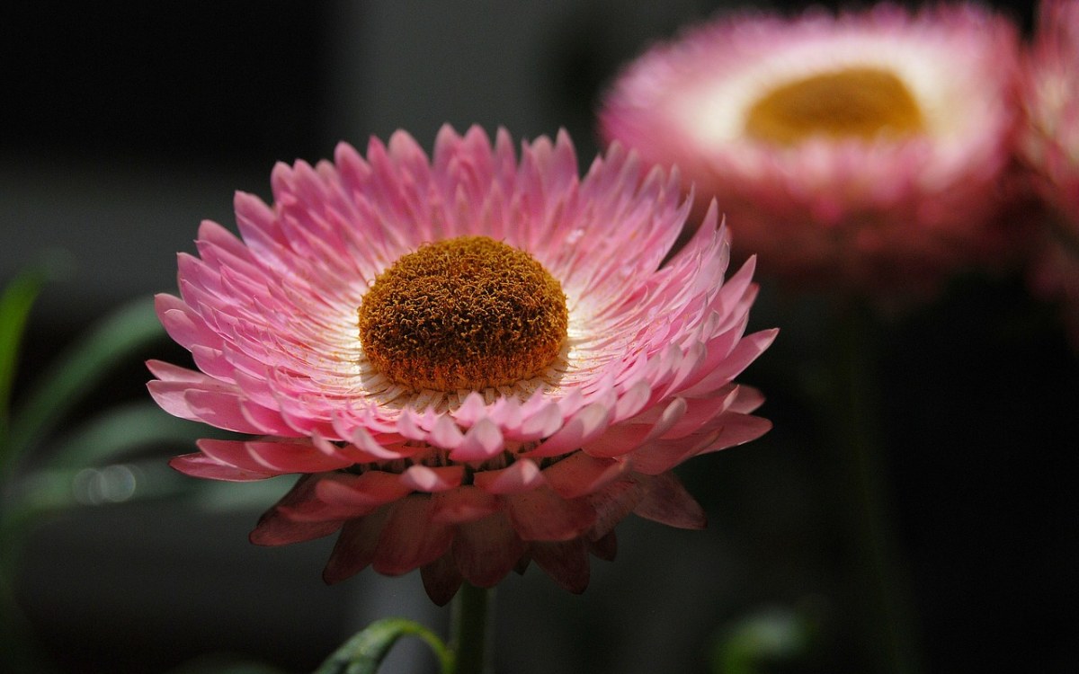 蜡菊,strawflower,鲜花