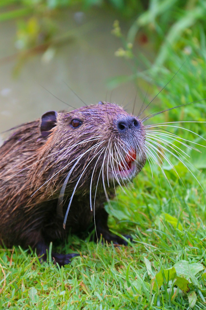 海狸鼠,动物,啮齿类动物