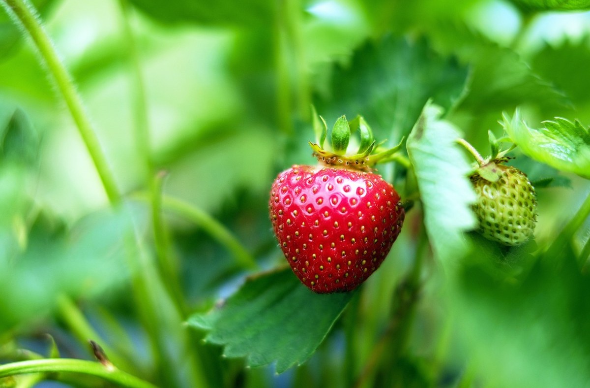 草莓、水果、红色免费图片