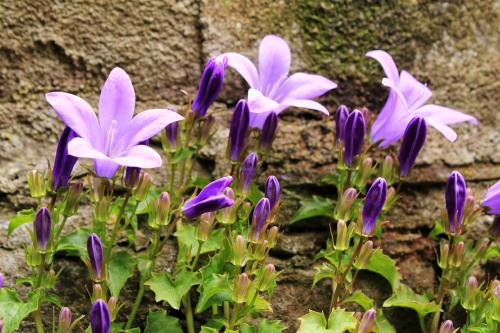 墙脚盛开的紫色花朵