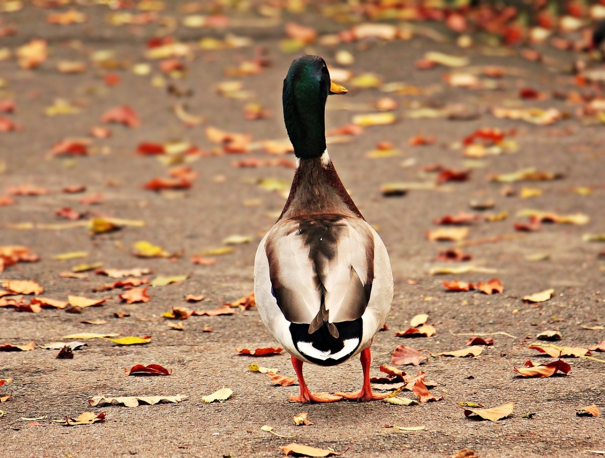 鸭、鸭鸟、秋季免费图片