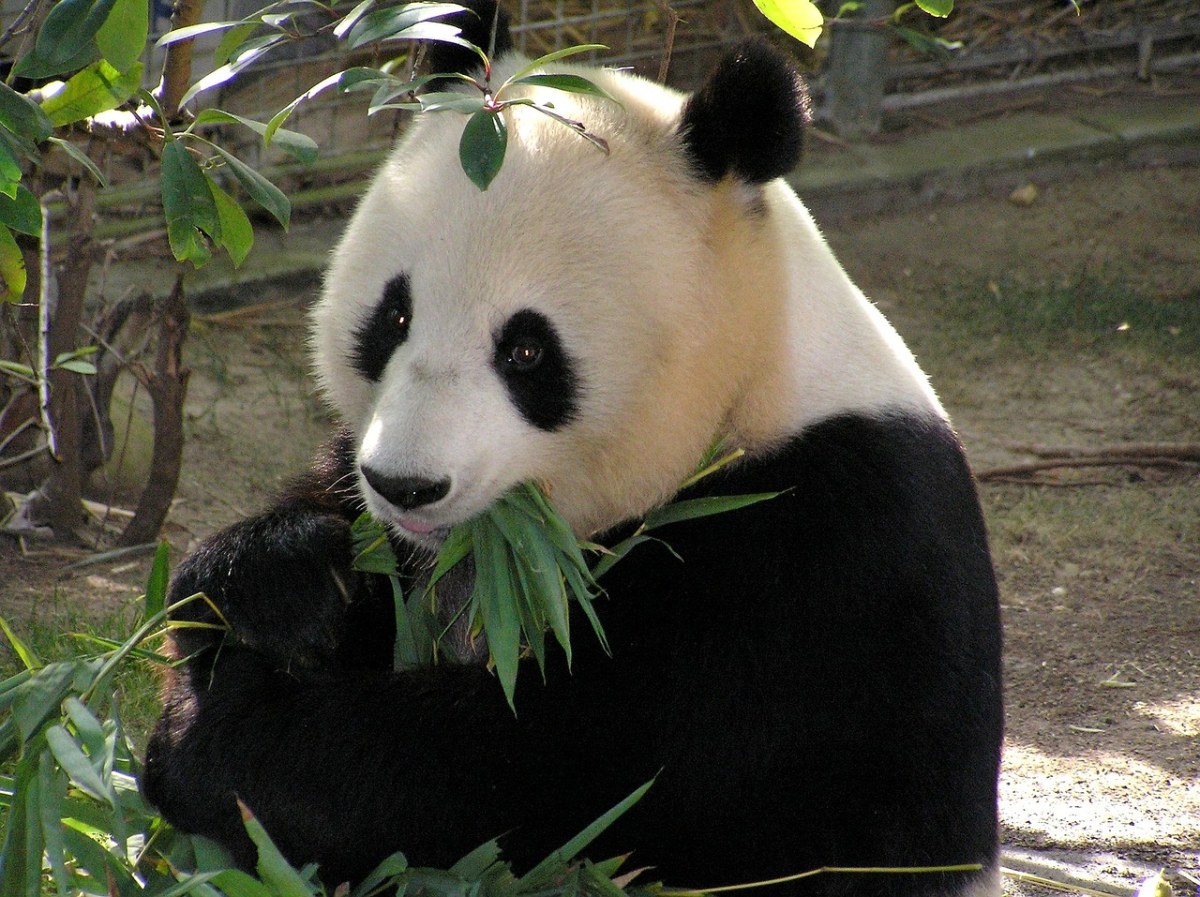 熊猫、大熊猫、熊免费图片
