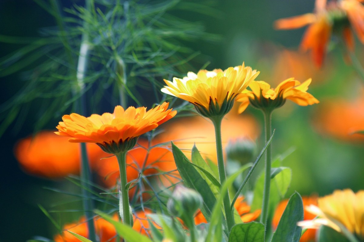 金盏花、花卉、万寿菊免费图片