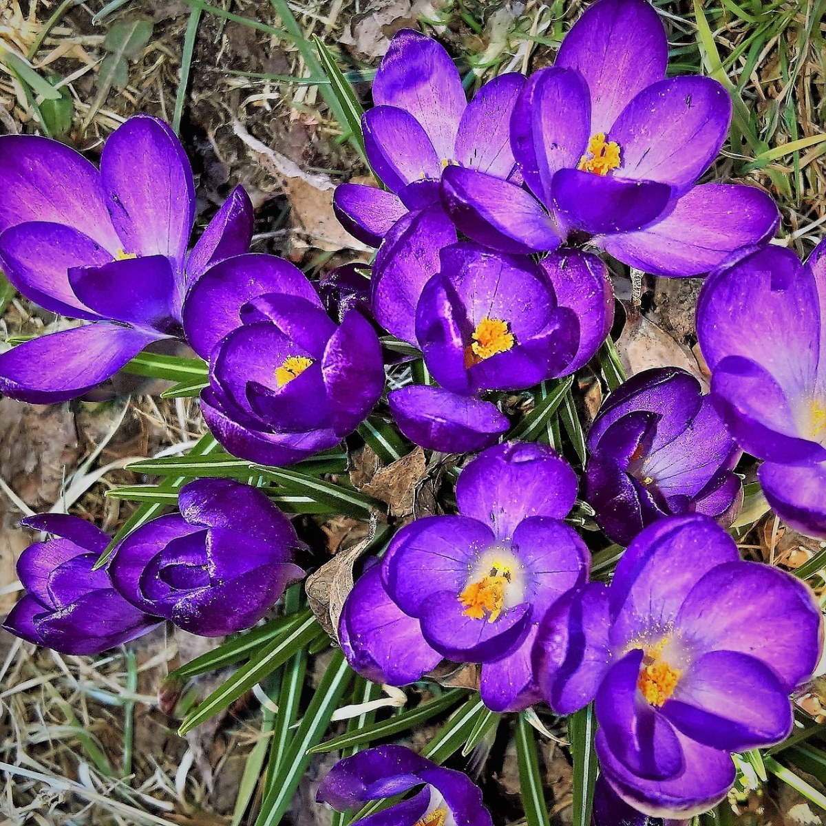 鲜花、藏红花、春天免费图片