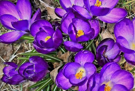 鲜花、藏红花、春天