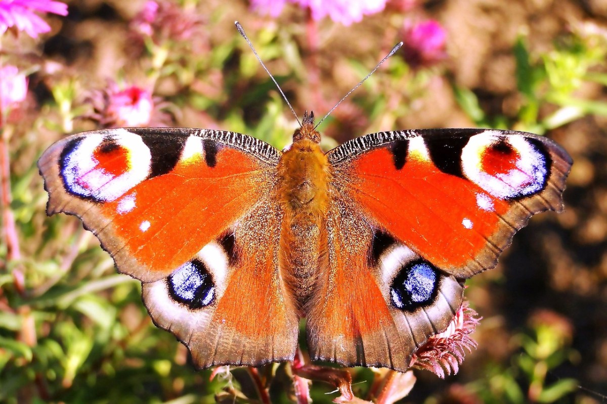 蝴蝶的一天、昆虫、性质免费图片