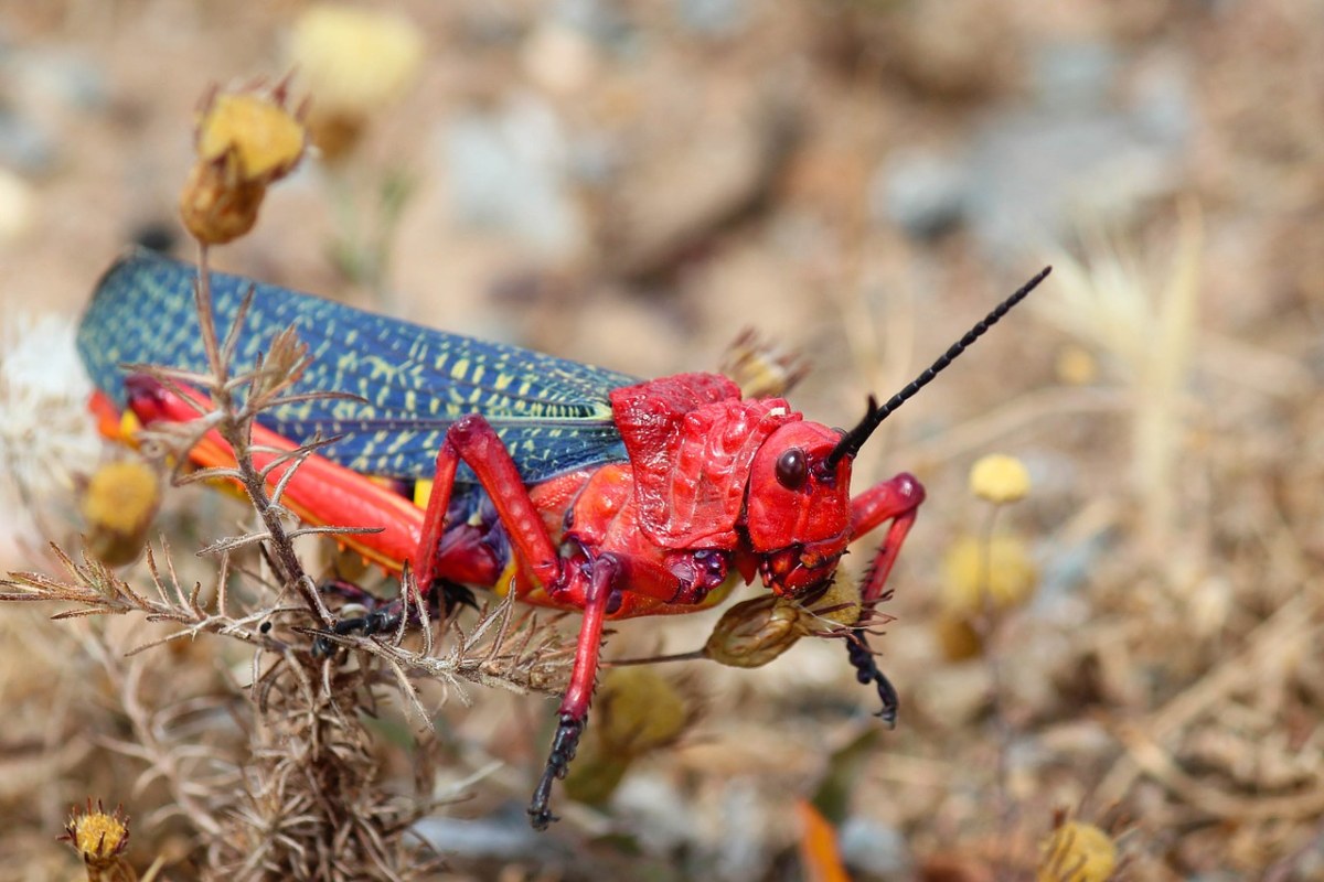 南非蚂蚱红蚂蚱