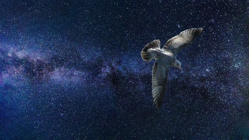 宇宙、鸟、空间