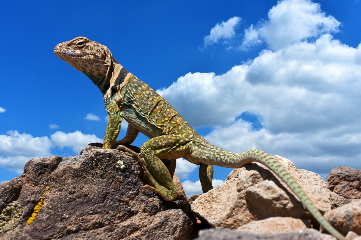 只蜥蜴,爬行动物,动物世界