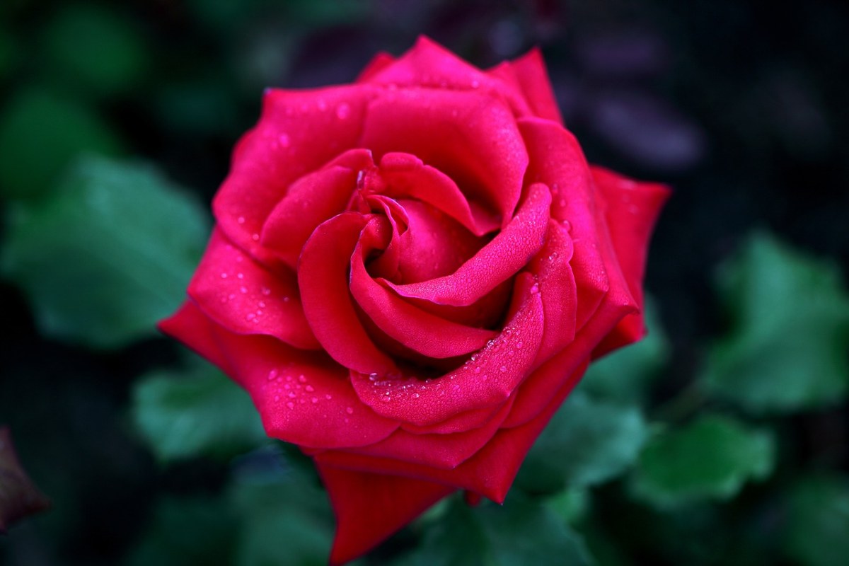 玫瑰,露水,鲜花