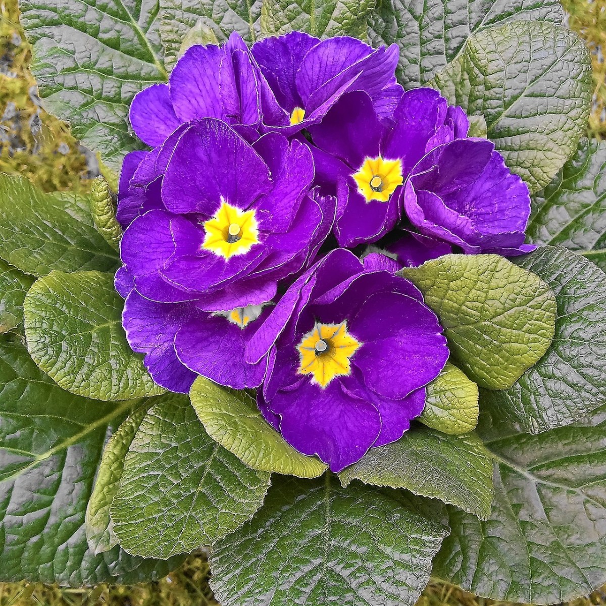 紫色的报春花图片免费图片