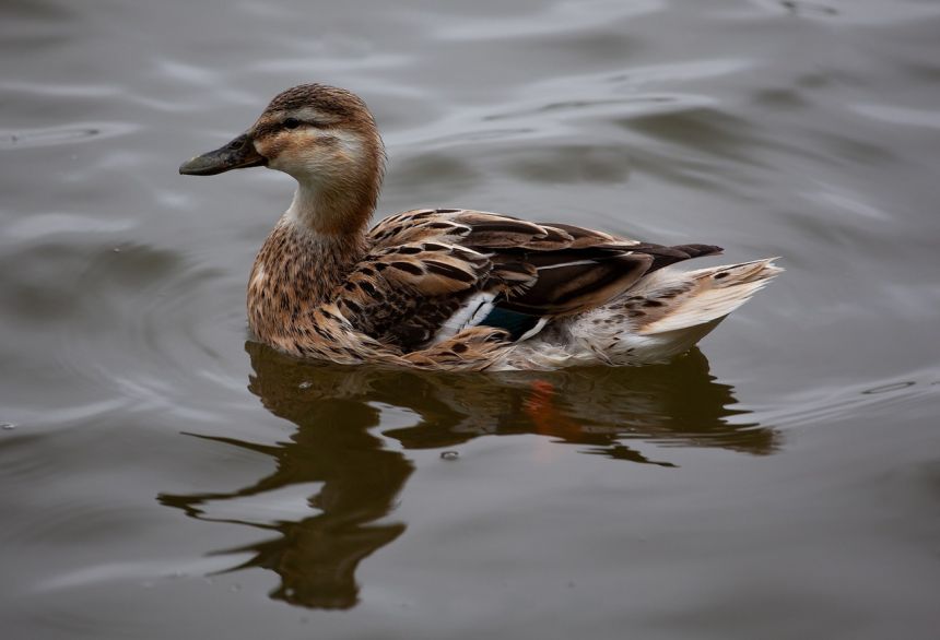 母鴨鳧野雞