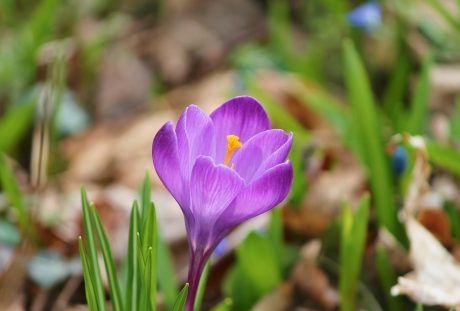 藏红花、春天、楞次