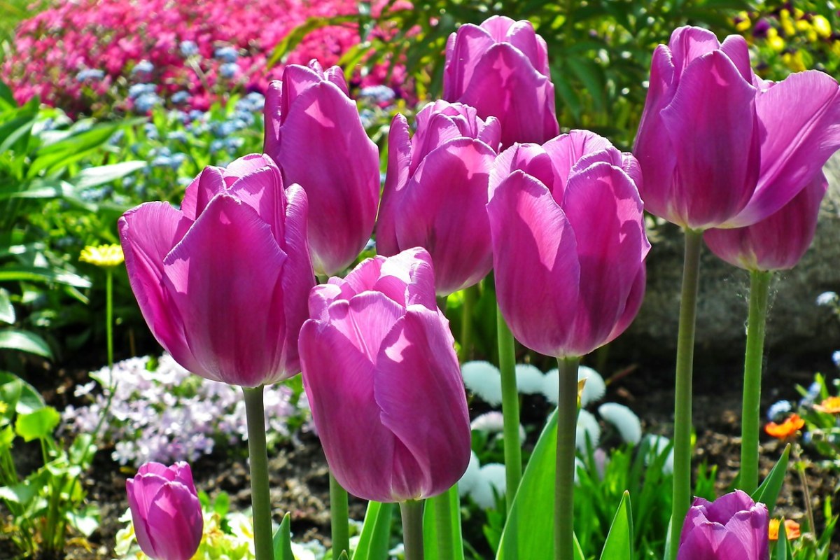 郁金香、鲜花、春免费图片